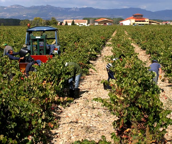 FINCA LA EMPERATRIZ, CONOCIMIENTO Y DEDICACIÓN AL SERVICIO DEL VIÑEDO.