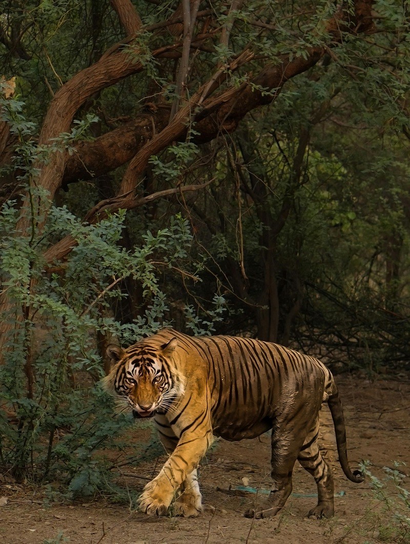 Ver un tigre en su entorno natural es una experiencia mágica